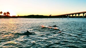 Dolphins on Vero Beach Sightseeing Cruise