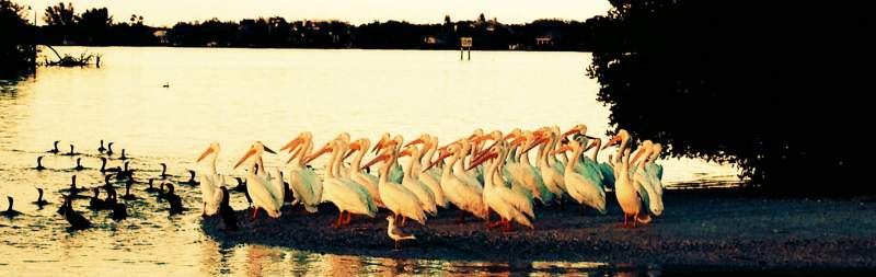 Vero Beach Sunset Cruise Pelicans