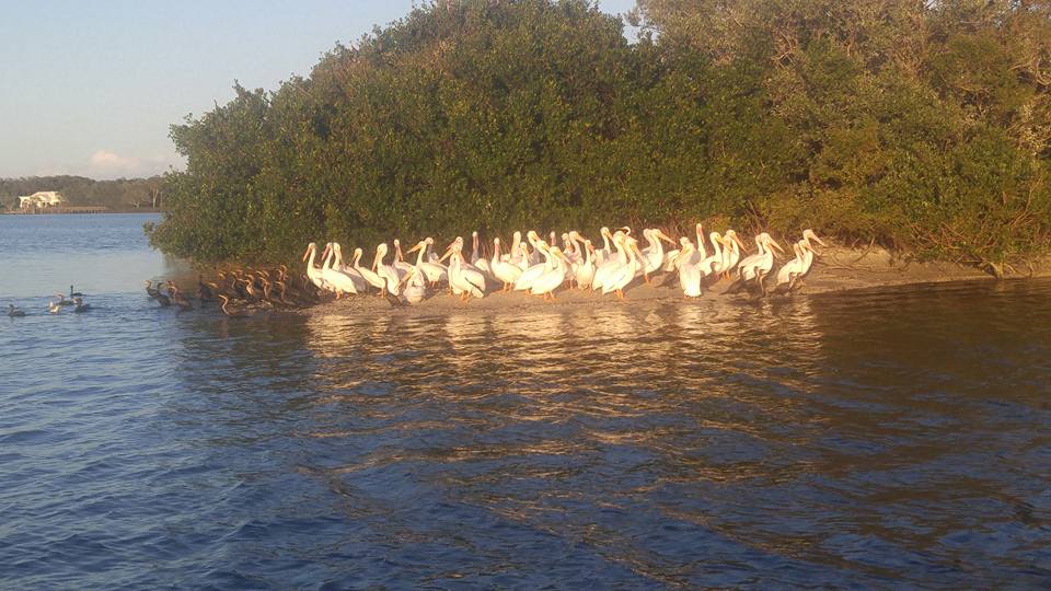 pelicans